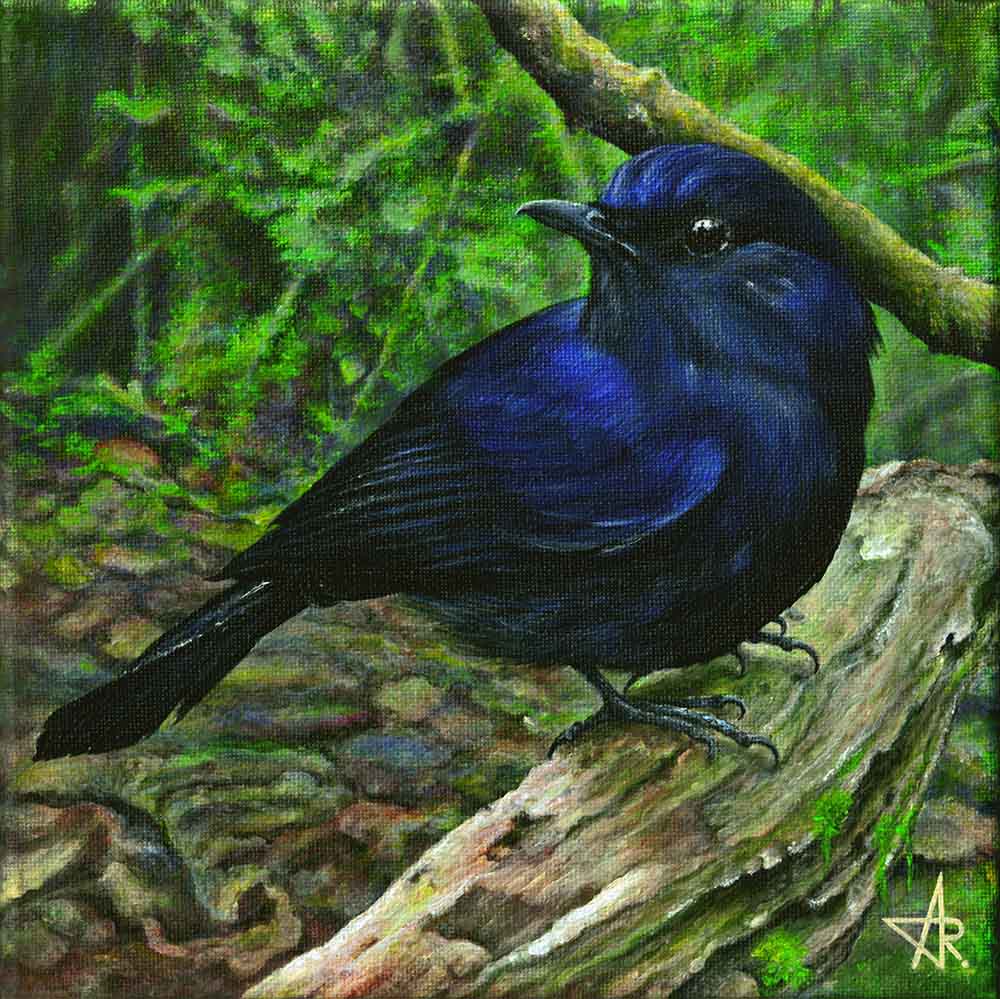 Blue Bird (Myiomela leucura or White-tailed Robin) 2025. Canvas, acrylic. 20x20 cm
